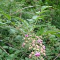 Rubus cockburianaus fleur P18